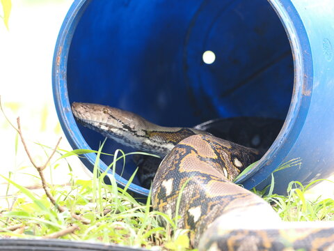 Python slithered inside and coiled up in a blue plastic barrel.