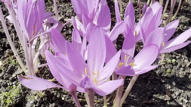 Autumn crocus Colchicum autumnale blooming in a flower bed in a botanical garden during autumn