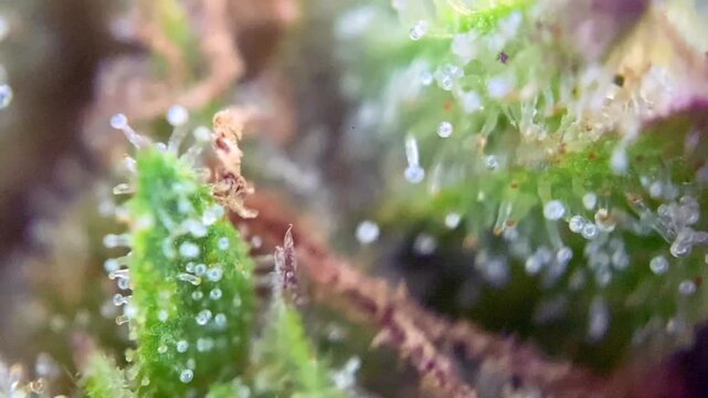 Perfect Cannabis plant trichomes covering a leaf with sticky resin glands.