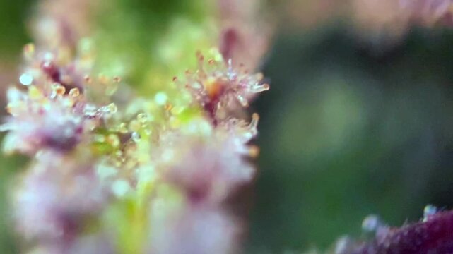 Magic Cannabis plant trichomes covering a leaf with sticky resin glands.