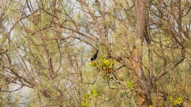 Palestine sunbird (Cinnyris osea) perches in dry woodland branches.