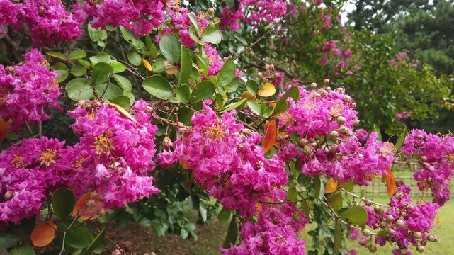 Close Up of Pink Crape Myrtle Flowers Blooming in a Lush Japanese Garden in Summer