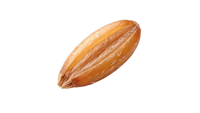 Single natural raw wheat grain seed kernel isolated on transparent background.