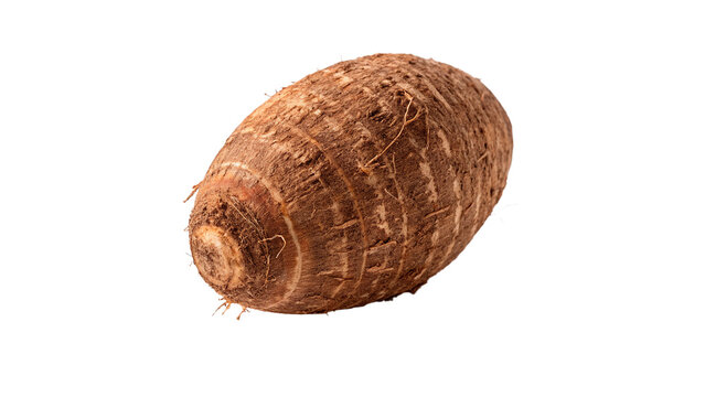 Whole raw organic taro root vegetable corm isolated on transparent background.