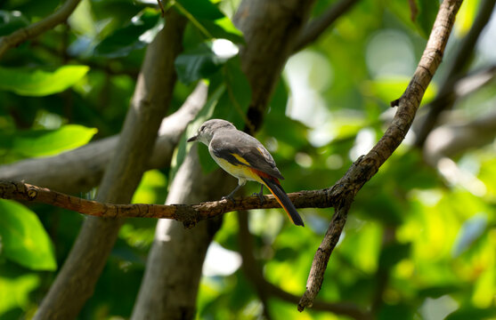 Female Small Minivet Resting Among Green Leaves