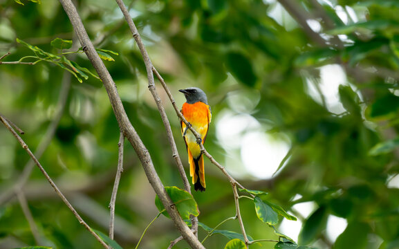 Female Small Minivet Perched in Sunlit Tree