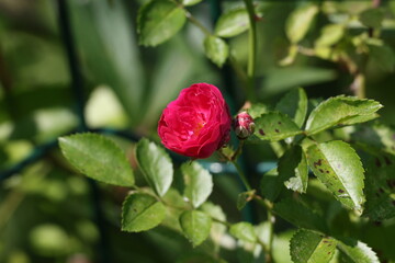 Beautiful red rose hip flower illuminated by warm sunlight © Olga