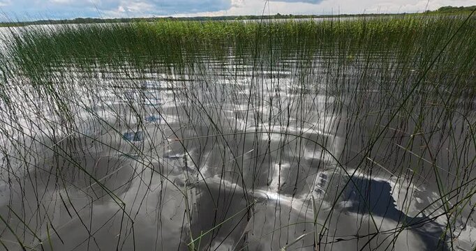 Reeds in the still water of the lake. A quiet landscape: the smooth surface of the lake.