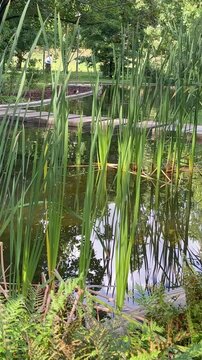reeds in the water