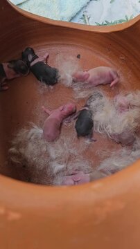Newborn rabbit