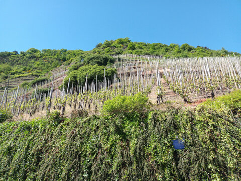 Steep vineyard terraces near St. Aldegund in the Moselle wine region