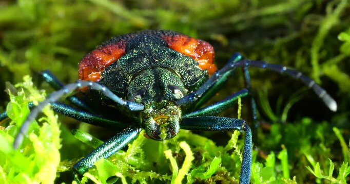A brightly coloured rainforest beetle. In Napo province, Ecuador.