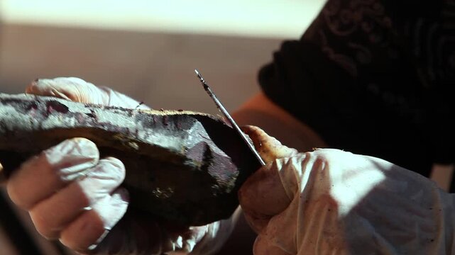 Close up of hands in protective gloves cleaning and peeling black carrots for traditional turnip juice
