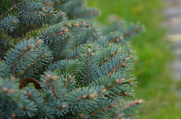Picea pungens ' Globosa ' dwarf conifer tree .Closeup branches with evergreen needles .Growing evergreen ornamental christmas tree. © Mariana