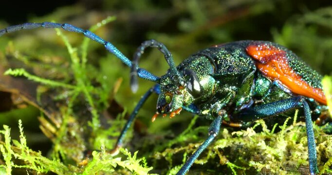 A brightly coloured rainforest beetle. In Napo province, Ecuador.