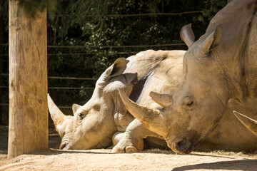 white rhinoceros, also known as the white rhino or square-lipped rhinoceros, which is the largest extant species of rhinoceros and the most social of all rhino species, resting at the zoo © Nathan McClunie