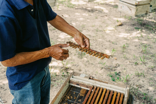 Beekeeper holding a wooden hive bar with developing queen cells and worker bees, illustrating queen rearing, colony management, bee breeding and professional apiculture.