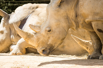white rhinoceros, also known as the white rhino or square-lipped rhinoceros, which is the largest extant species of rhinoceros and the most social of all rhino species, resting at the zoo © Nathan McClunie