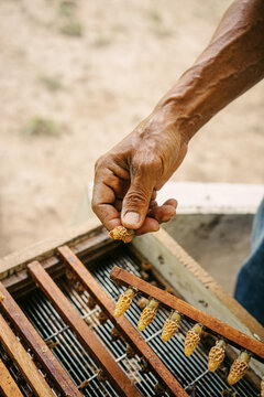 Beekeeper holding a queen cell cup from a wooden hive frame, with additional queen cells visible in the open hive, illustrating queen rearing and bee breeding.