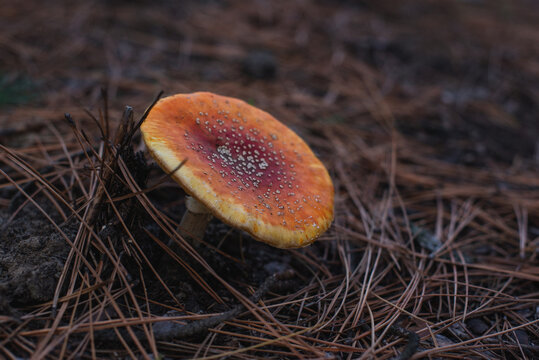 Amanita muscaria. Close-up of old poisonous fly agaric mushroom in the forest, resting on a bed of spruce needles and cones. Danger.