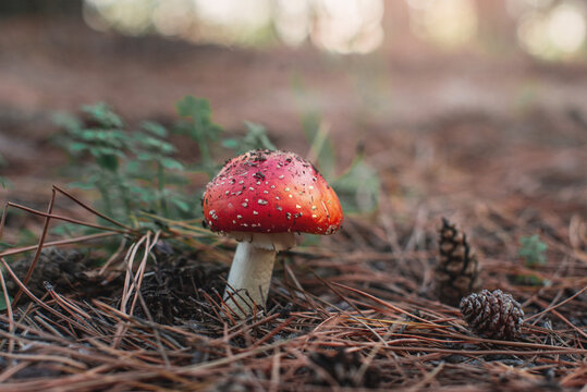 Amanita muscaria Close-up of poisonous fly agaric mushroom in forest, resting on bed of spruce needles and cones. toxic fungi, wild mushroom identification, forest biodiversity, fungal ecosystem
