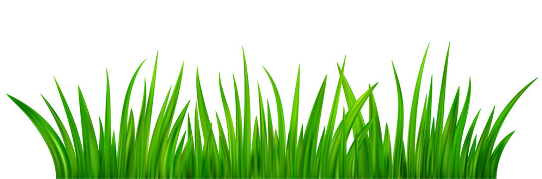 Green grass meadow border
