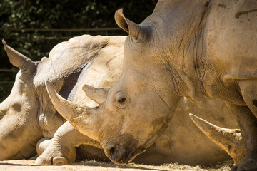 white rhinoceros, also known as the white rhino or square-lipped rhinoceros, which is the largest extant species of rhinoceros and the most social of all rhino species, resting at the zoo © Nathan McClunie