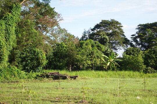wide-angle shot of a vibrant green grassy field. In the foreground, several young, thin saplings are planted with stakes for support, stretching into the distance. Behind the field is a dense, lush fo