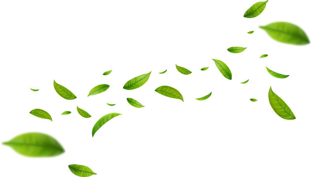 Realistic green tea leaves