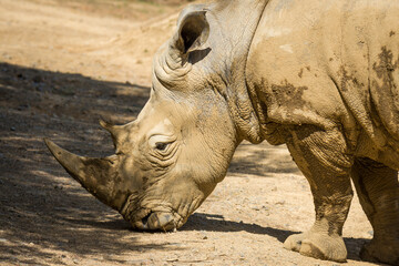 white rhinoceros, also known as the white rhino or square-lipped rhinoceros, which is the largest extant species of rhinoceros and the most social of all rhino species, resting at the zoo © Nathan McClunie