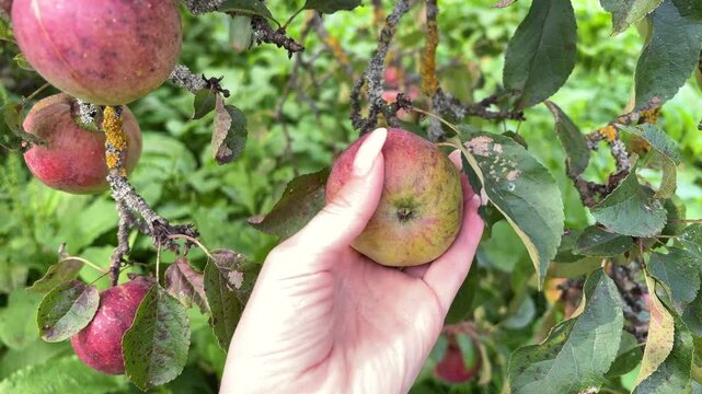 Hand holding a ripe red apple on an apple tree