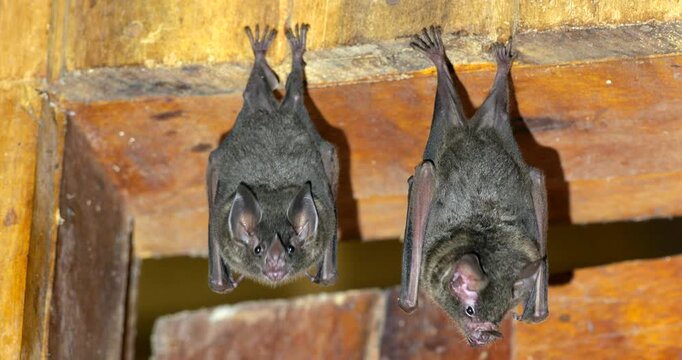 Bats hanging on a house wall in the Ecuadorian Amazon, Napo province, Ecuador