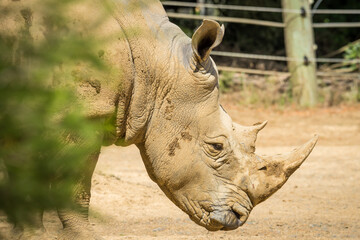 white rhinoceros, also known as the white rhino or square-lipped rhinoceros, which is the largest extant species of rhinoceros and the most social of all rhino species, resting at the zoo © Nathan McClunie
