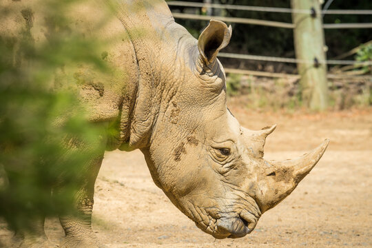 white rhinoceros, also known as the white rhino or square-lipped rhinoceros, which is the largest extant species of rhinoceros and the most social of all rhino species, resting at the zoo
