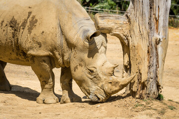 white rhinoceros, also known as the white rhino or square-lipped rhinoceros, which is the largest extant species of rhinoceros and the most social of all rhino species, resting at the zoo © Nathan McClunie