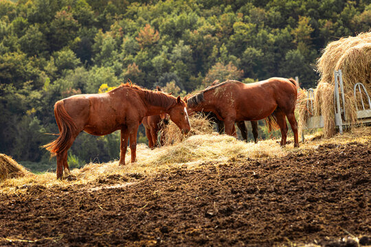 Brown horses gather on a dirt hill to eat dry hay near a green forest. Rural farm life fosters a peaceful connection with nature and promotes traditional animal care in the quiet countryside.