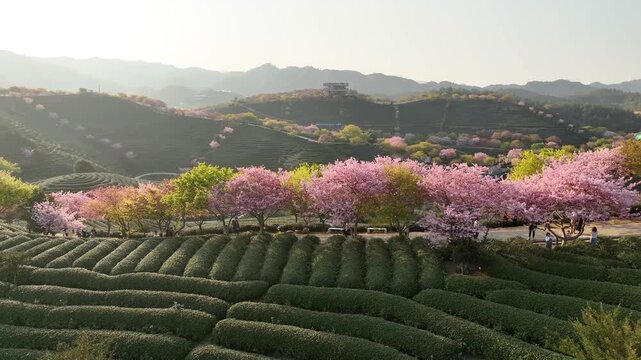 Blooming Cherry Blossom Trees Over Green Tea Plantation Terraces at Sunrise