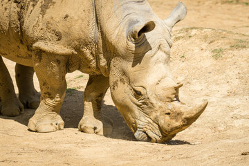 white rhinoceros, also known as the white rhino or square-lipped rhinoceros, which is the largest extant species of rhinoceros and the most social of all rhino species, resting at the zoo © Nathan McClunie