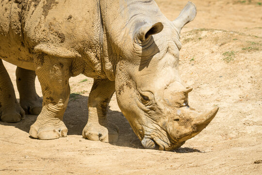 white rhinoceros, also known as the white rhino or square-lipped rhinoceros, which is the largest extant species of rhinoceros and the most social of all rhino species, resting at the zoo