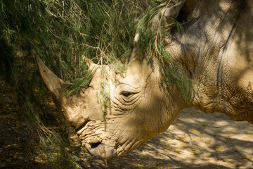 white rhinoceros, also known as the white rhino or square-lipped rhinoceros, which is the largest extant species of rhinoceros and the most social of all rhino species, resting at the zoo © Nathan McClunie
