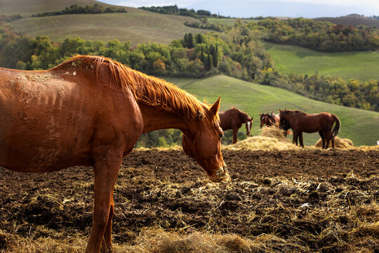 A brown horse eats hay on a dirt field while a herd grazes near rolling green hills. Peaceful equestrian farm life fosters a deep harmony with nature and traditional animal agriculture.