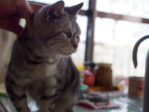 頭を撫でられる猫