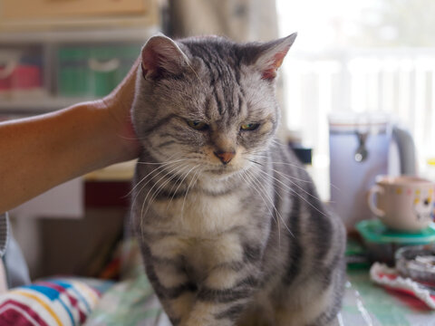 撫でられている時の猫の表情