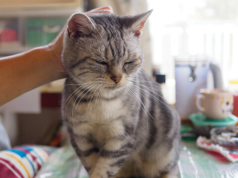 撫でられている時の猫の表情