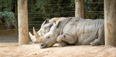 white rhinoceros, also known as the white rhino or square-lipped rhinoceros, which is the largest extant species of rhinoceros and the most social of all rhino species, resting at the zoo © Nathan McClunie