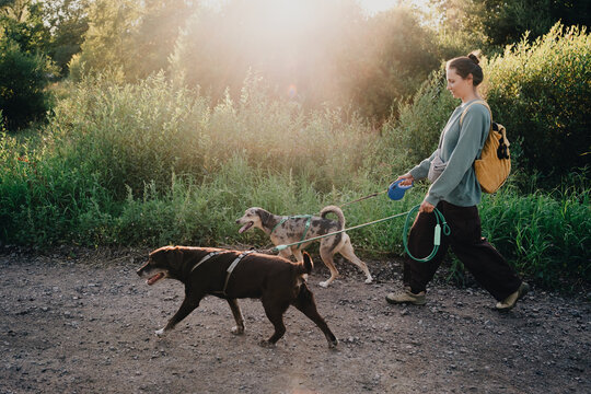 Woman walking two dogs on leashes along a nature trail, showing active life with multiple pets, daily dog walking, responsible ownership and outdoor exercise.