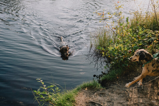 Two dogs enjoy outdoor recreation by a natural lake, with one swimming toward shore and another waiting nearby, illustrating active pet lifestyle and summer adventure.