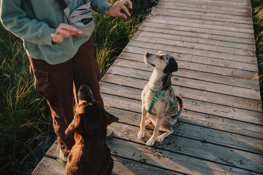 Woman using hand signals to train two dogs sitting on a wooden boardwalk outdoors, illustrating obedience, communication, responsible ownership and multi-dog training.