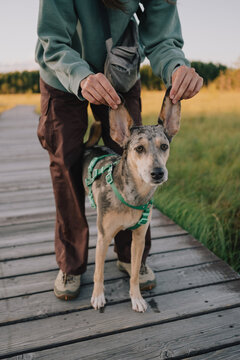Playful dog owner gently holding up her dog's ears on a wooden boardwalk, creating a funny pet moment that highlights humor, companionship and everyday life with dogs.