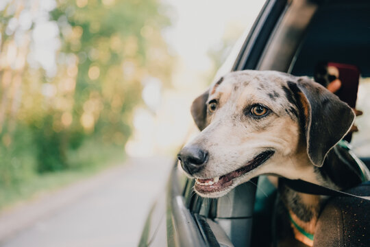 Dog enjoying a car ride beside an open window while secured inside the vehicle, illustrating pet travel, road trip adventure and journey with a companion animal.
